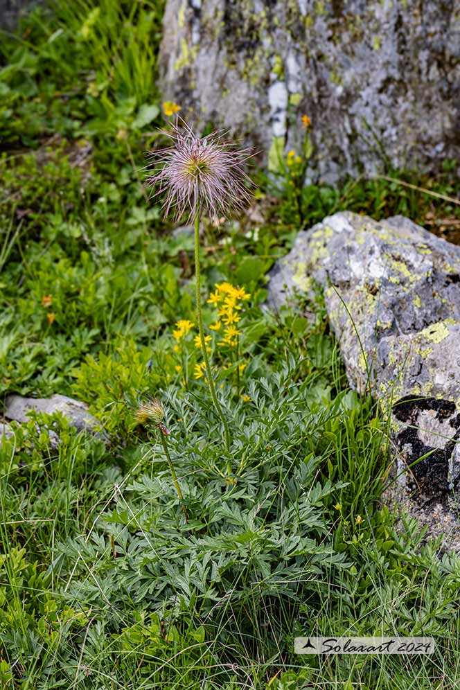 Pulsatilla alpina subsp. apiifolia - Anemone sulfurea