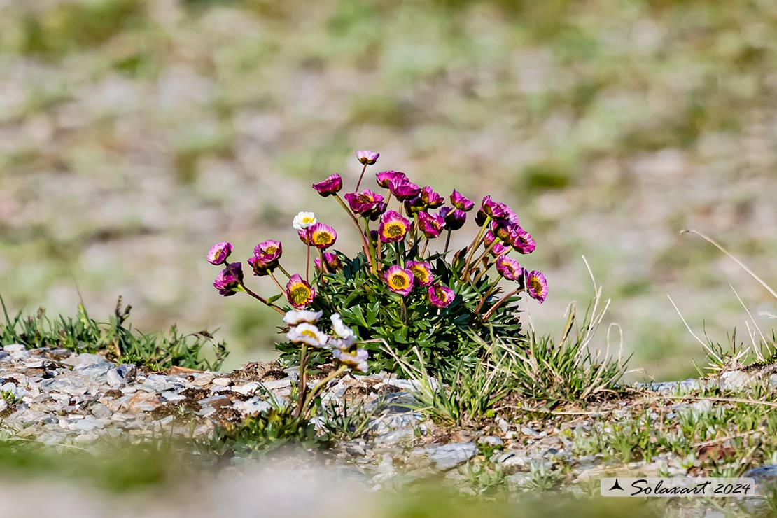 Ranunculus glacialis 