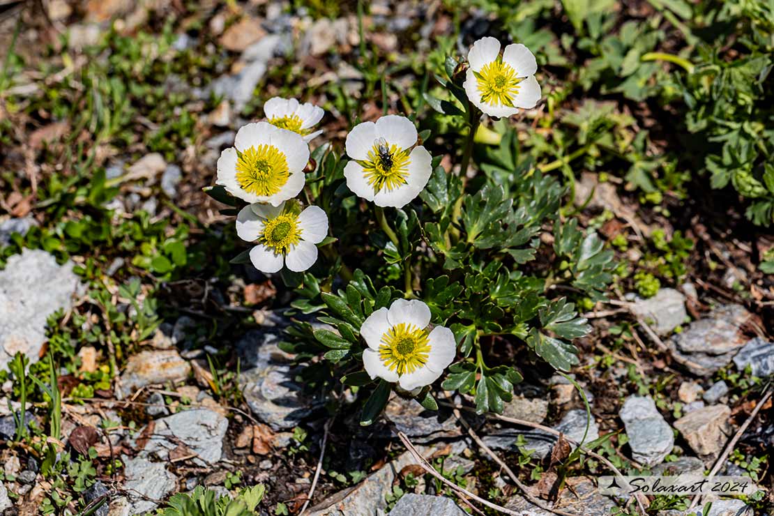 Ranunculus glacialis 