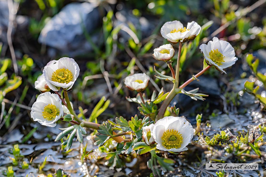 Ranunculus glacialis 