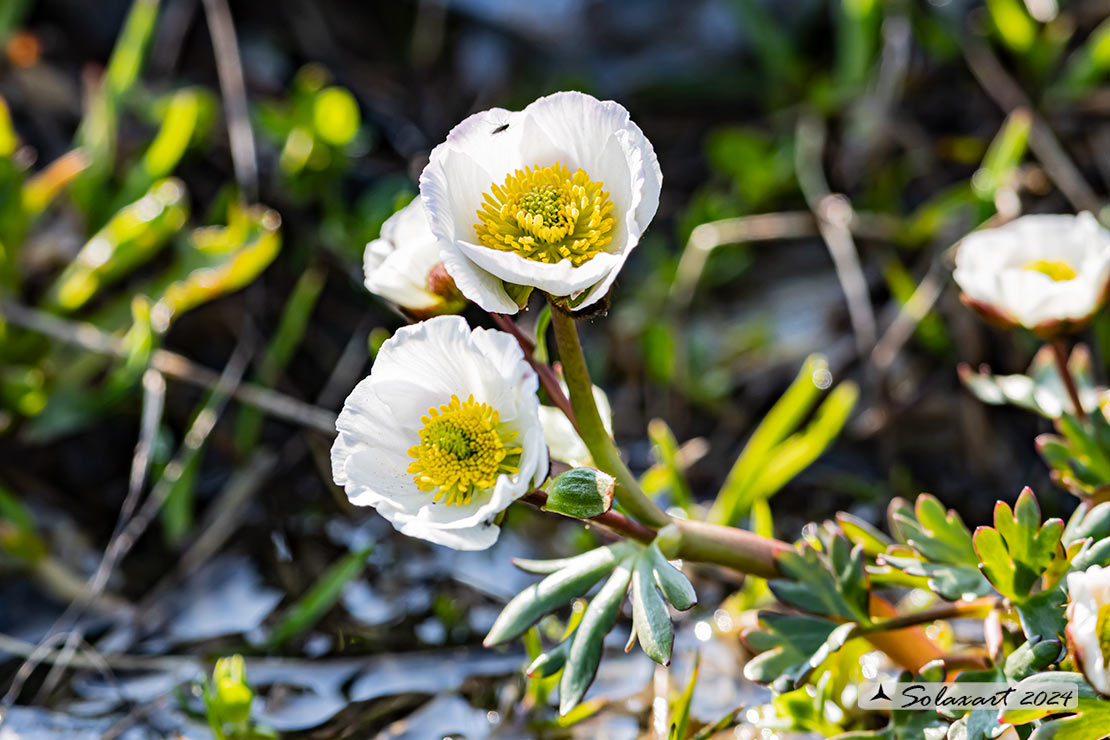 Ranunculus glacialis 