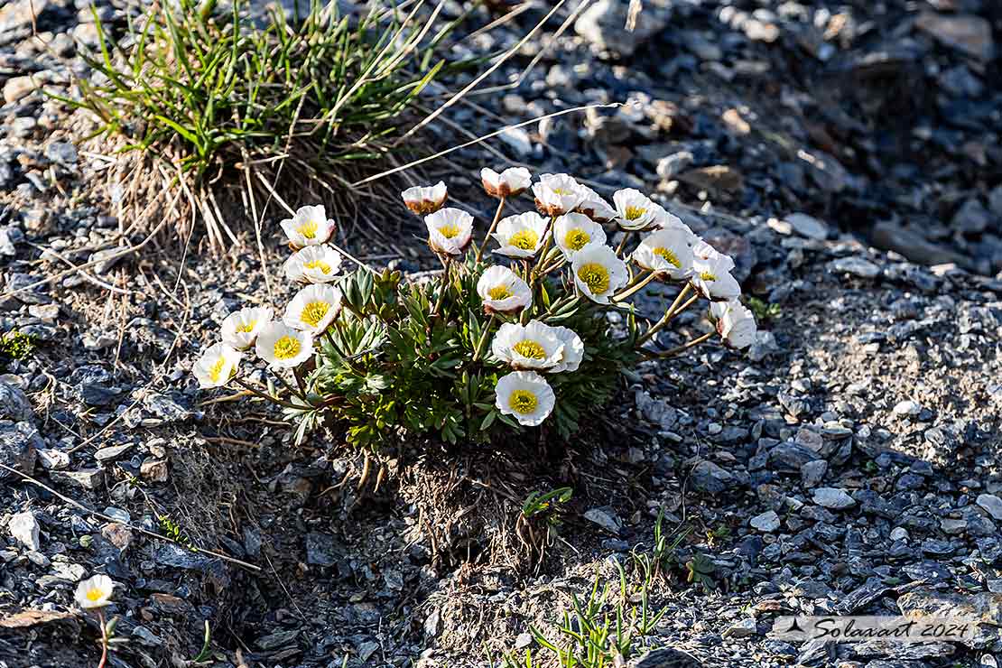 Ranunculus glacialis 