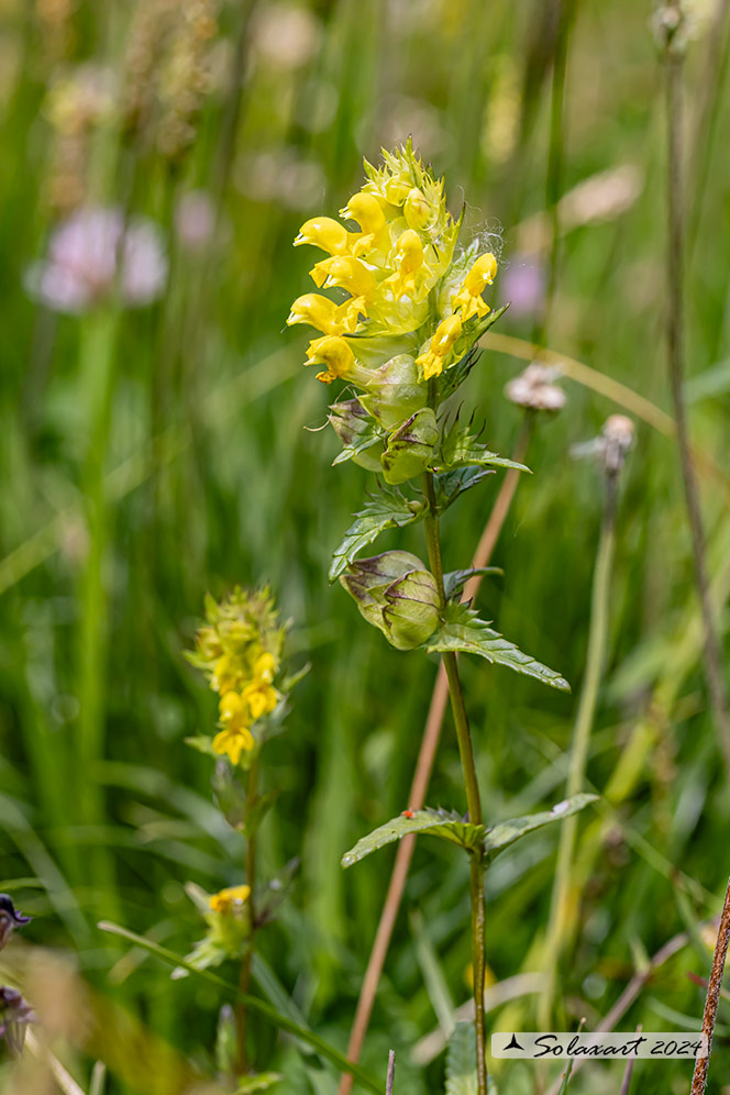 Rhinanthus angustifolius 