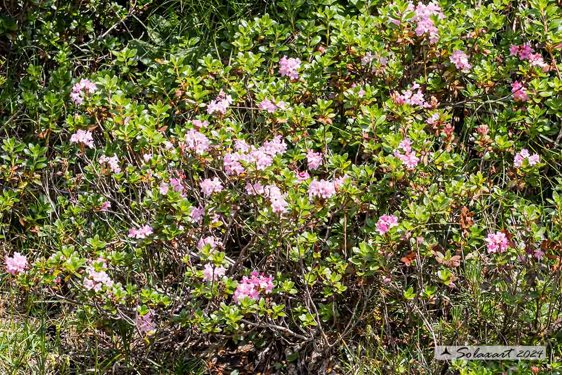 Rhododendron hirsutum 