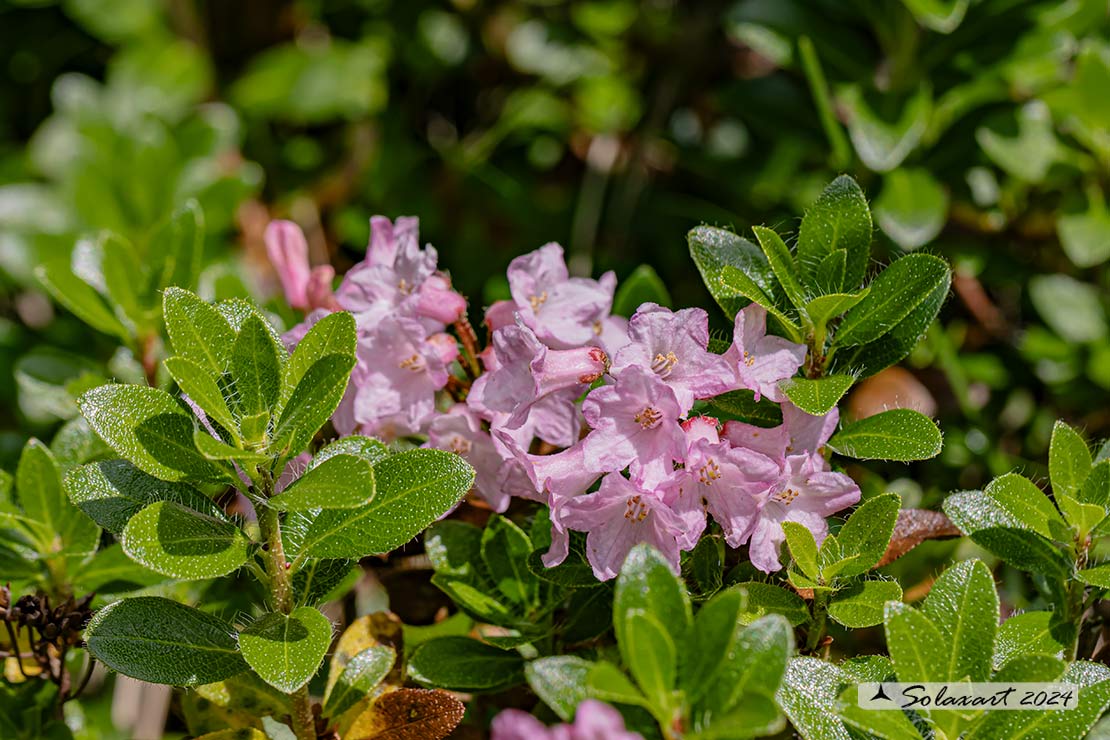 Rhododendron hirsutum 