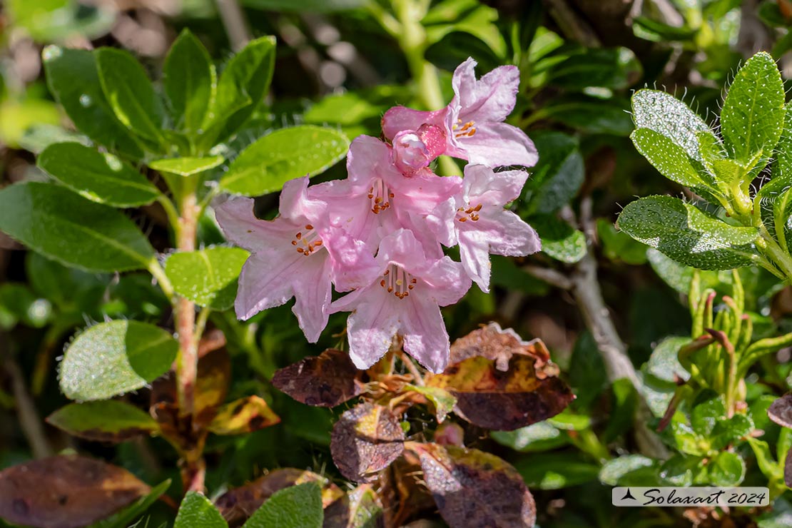 Rhododendron hirsutum 