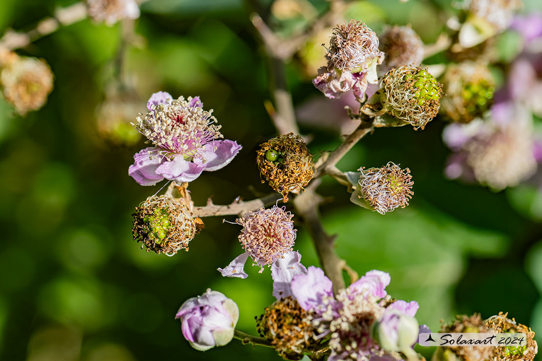 Rubus fruticosus  -  More