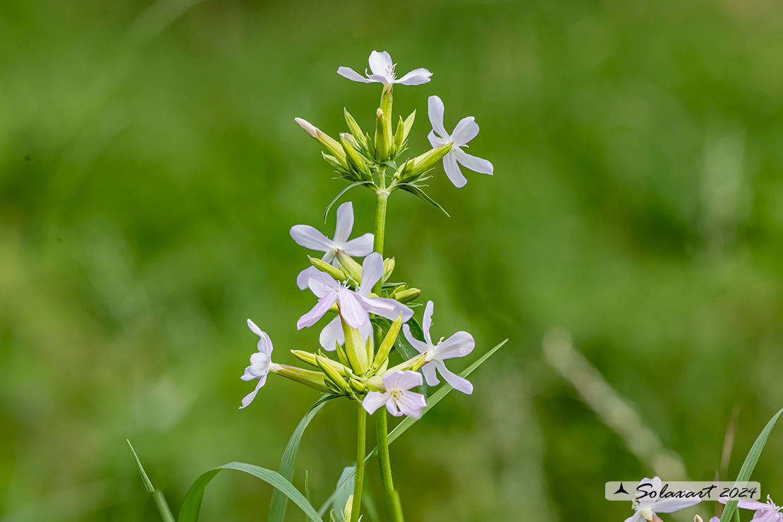 Saponaria officinalis - Saponaria comune