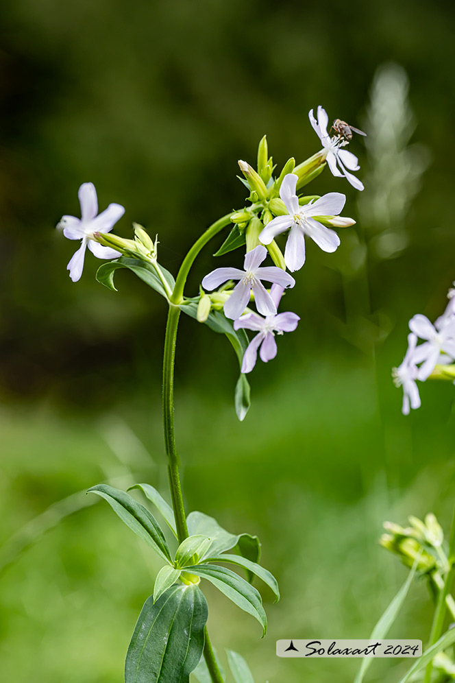 Saponaria officinalis - Saponaria comune