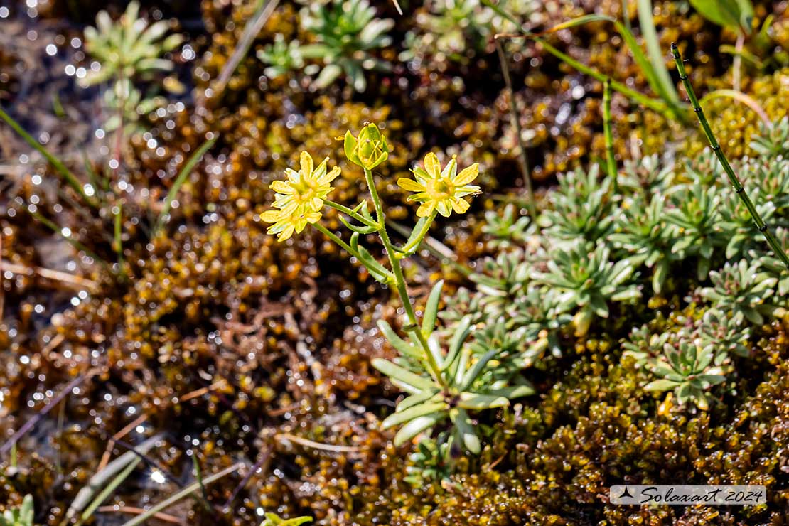 Saxifraga aizoides - Sassifraga gialla