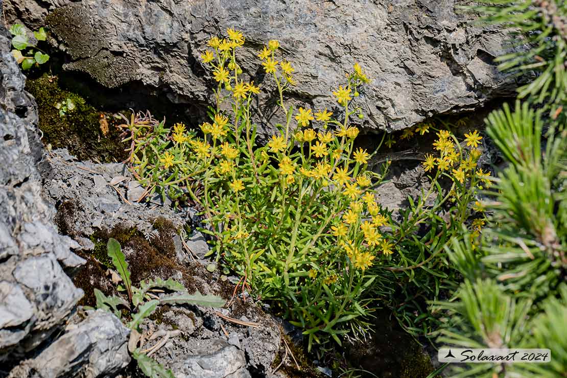 Saxifraga aizoides - Sassifraga gialla