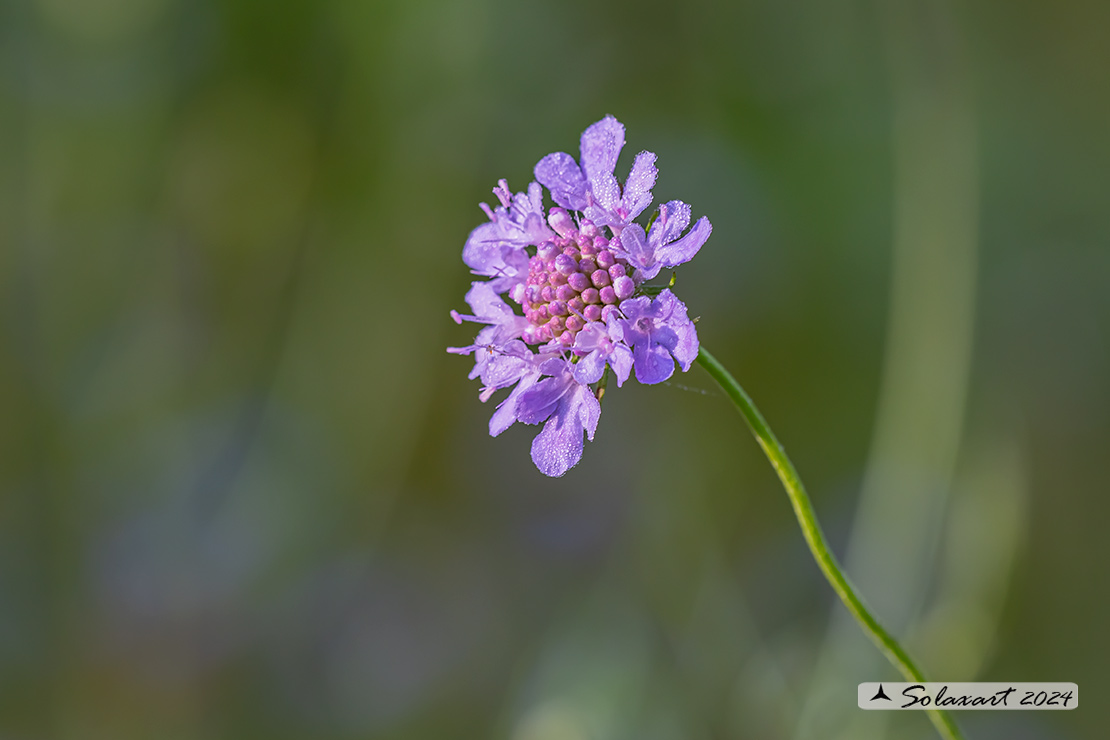 Scabiosa columbaria