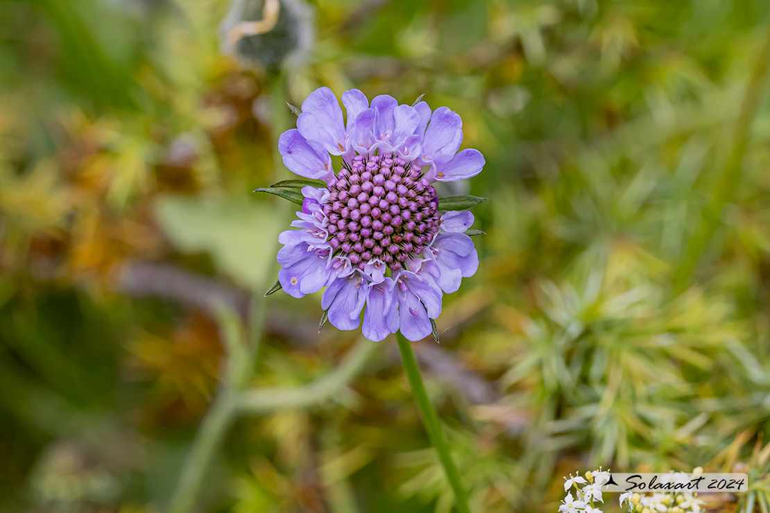 Scabiosa columbaria