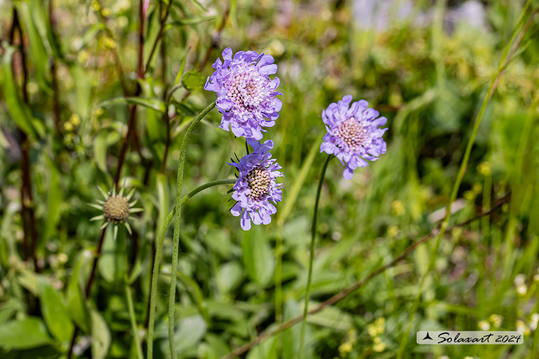 Scabiosa lucida 