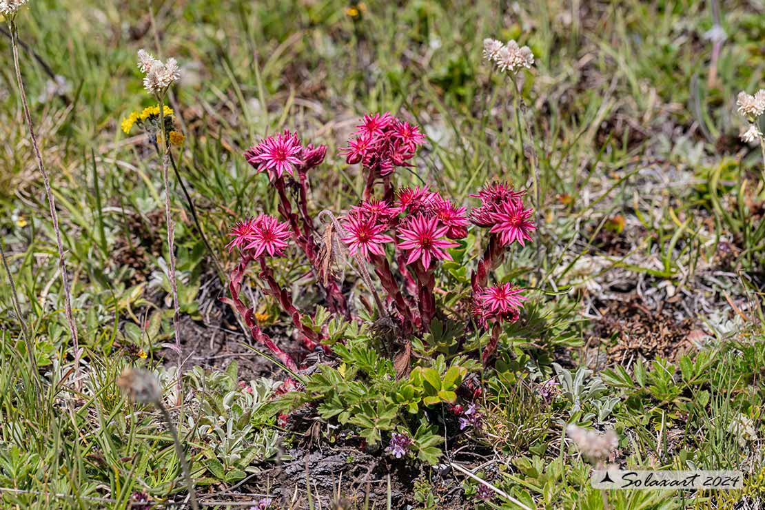 Sempervivum arachnoideum