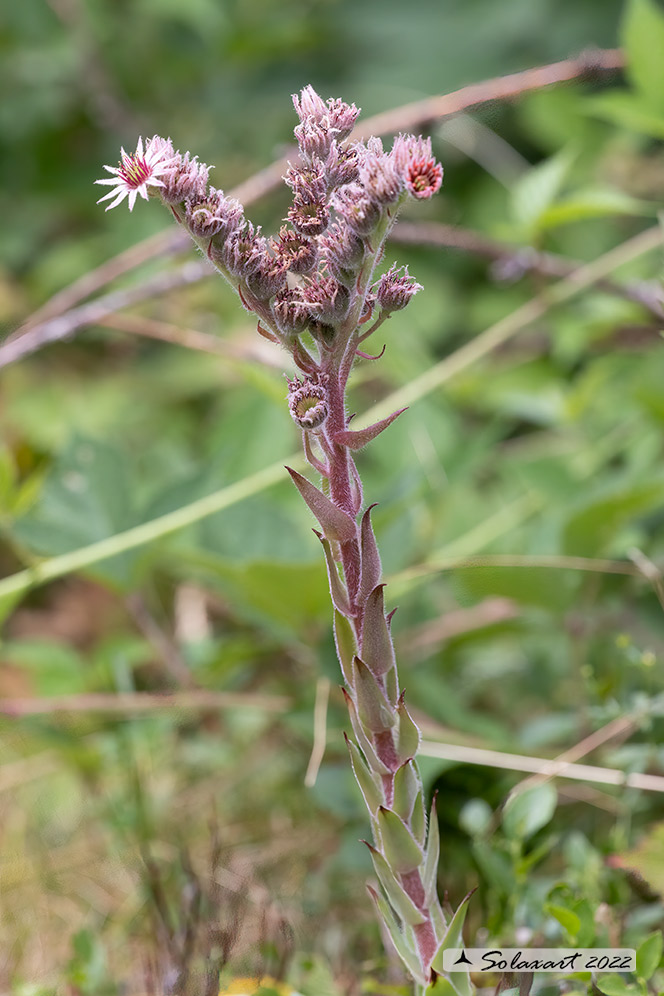 Sempervivum montanum