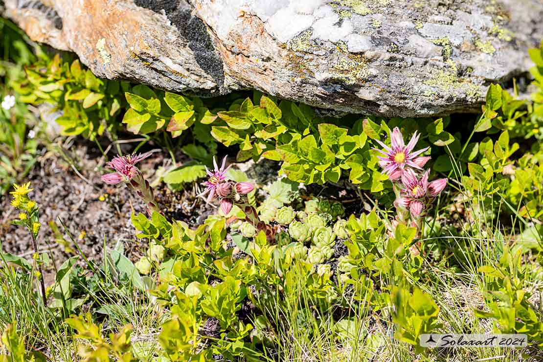 Sempervivum montanum