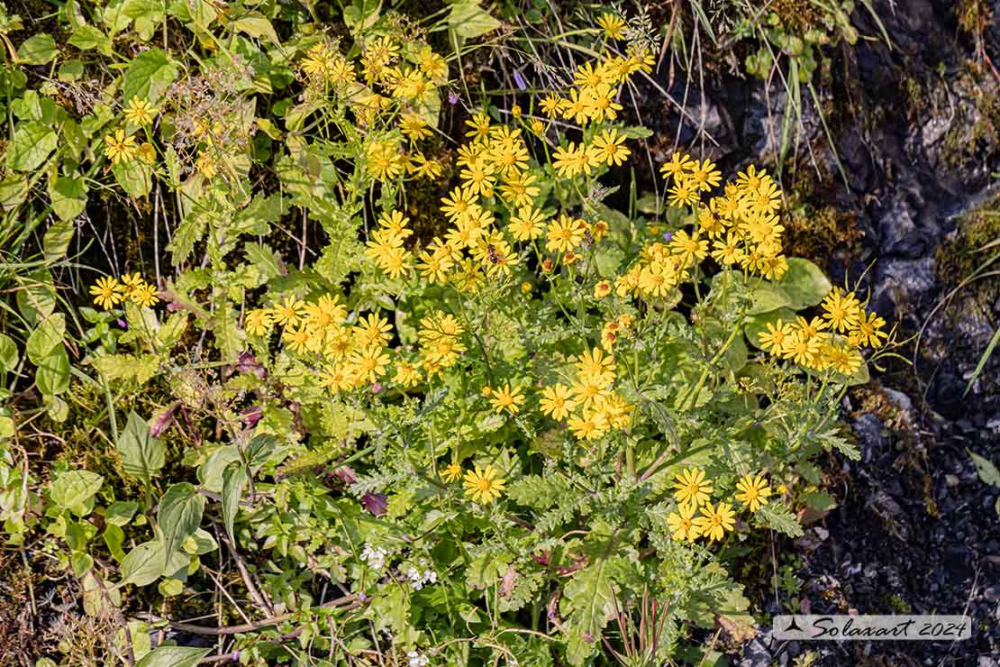 Senecio rupestris