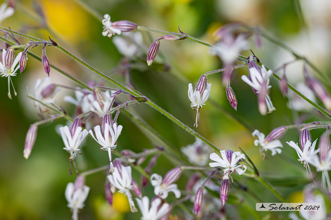 Silene nutans