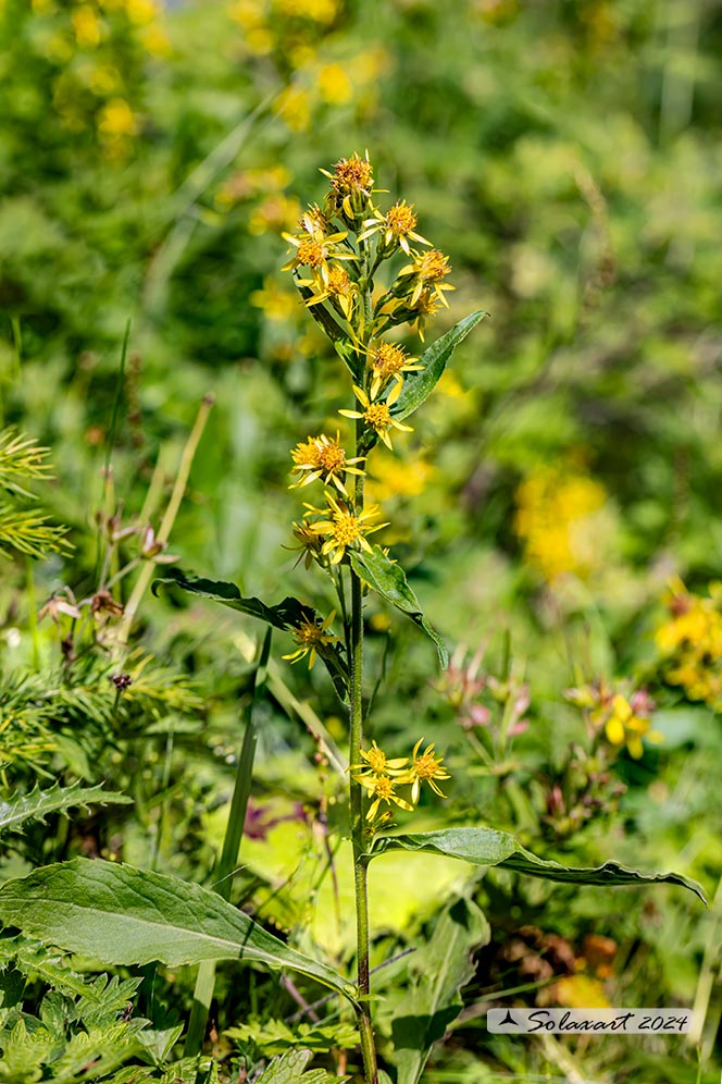 Solidago virgaurea