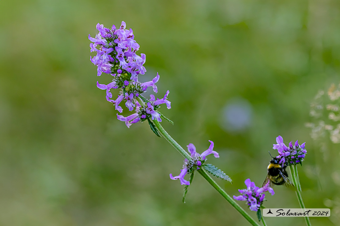 Stachys officinalis