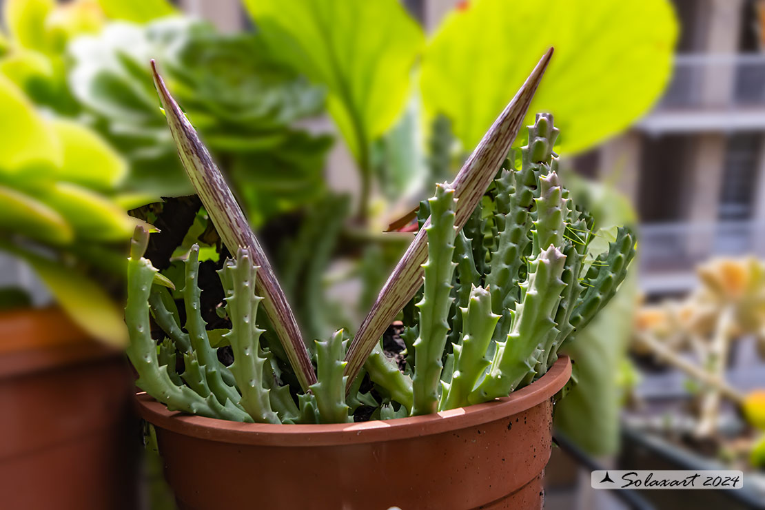 Orbea variegata o Stapelia variegata