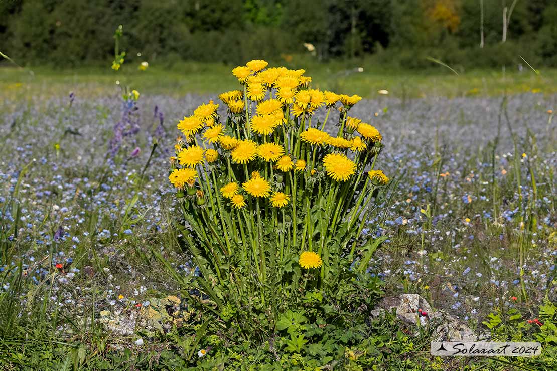 Taraxacum officinale - Taràssaco