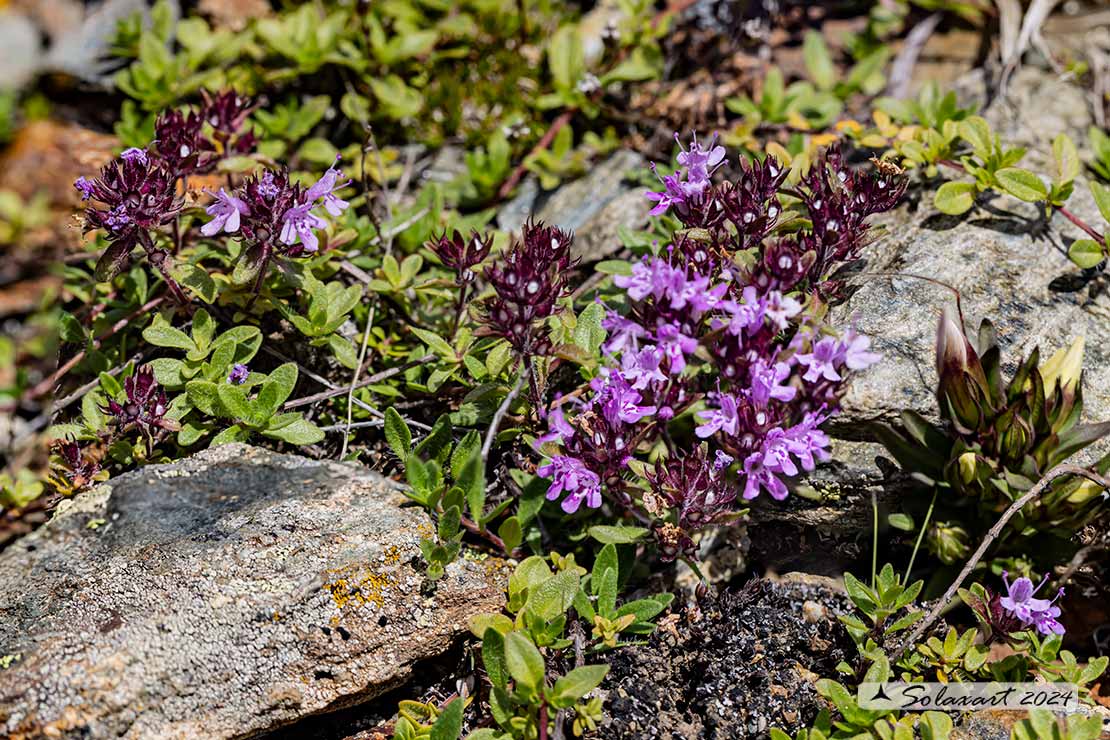 Thymus pulegioides - Timo goniotrico