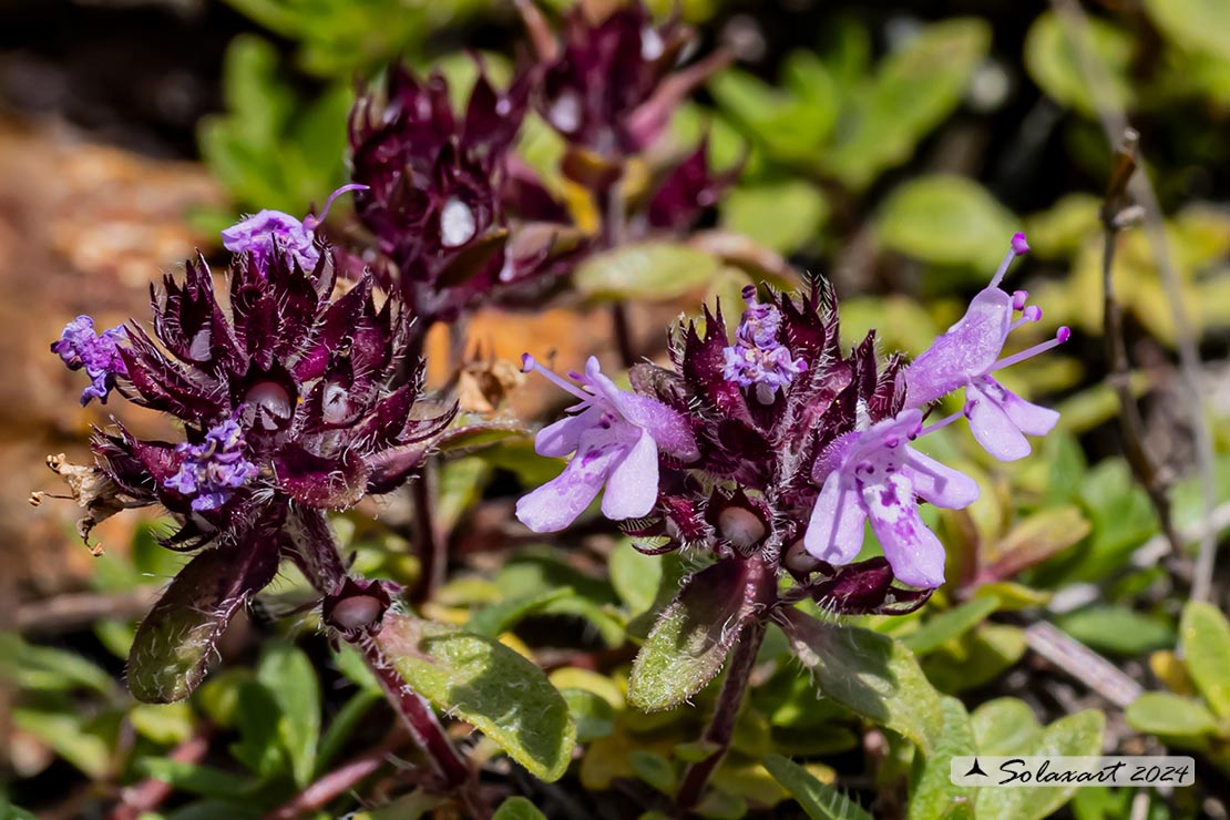 Thymus pulegioides - Timo goniotrico