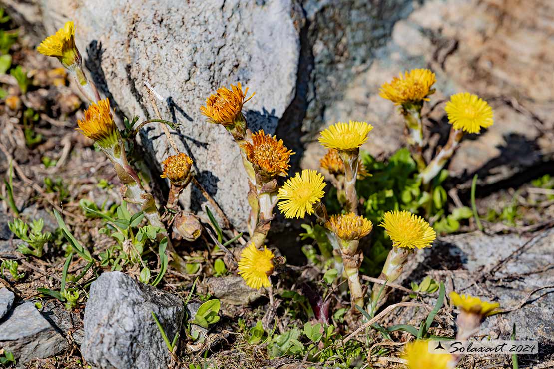 Tussilago farfara - Tossilaggine comune