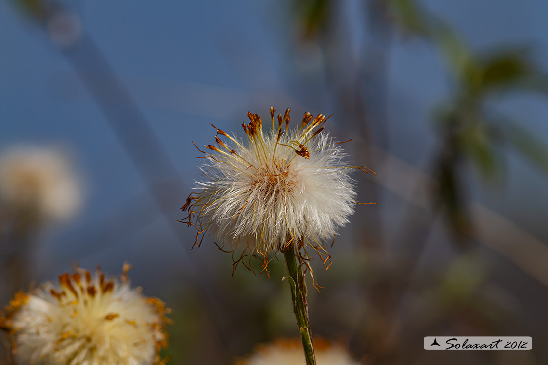 Tussilago farfara - Tossilaggine comune