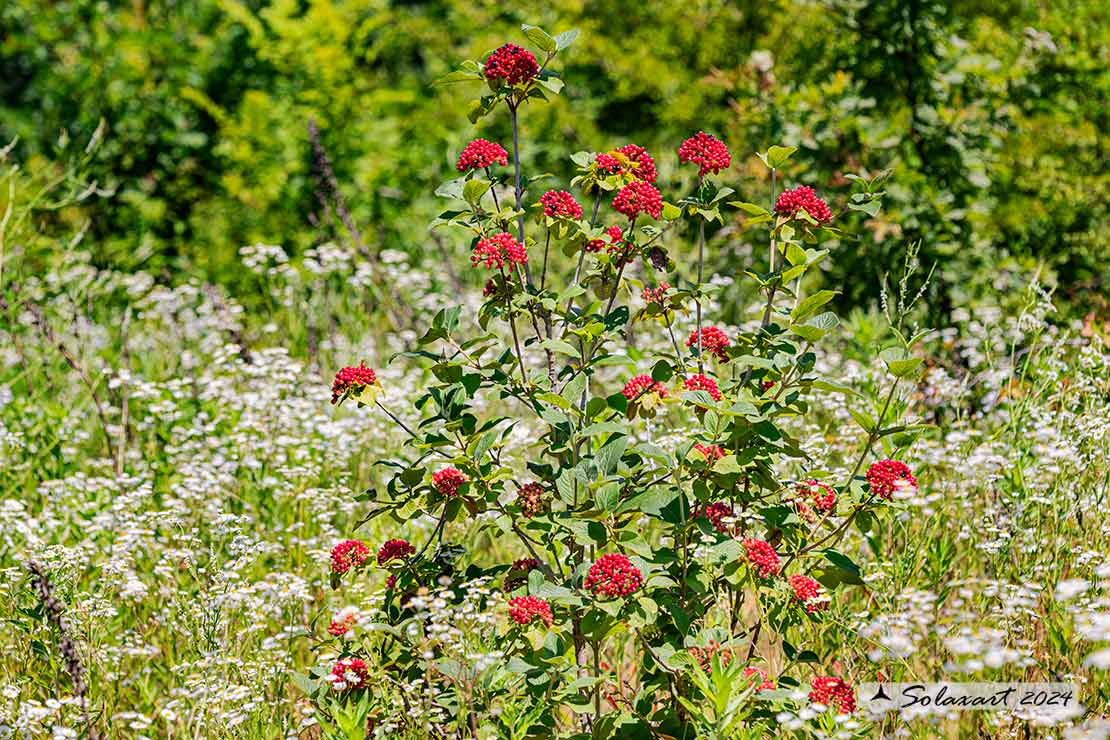 Viburnum lantana