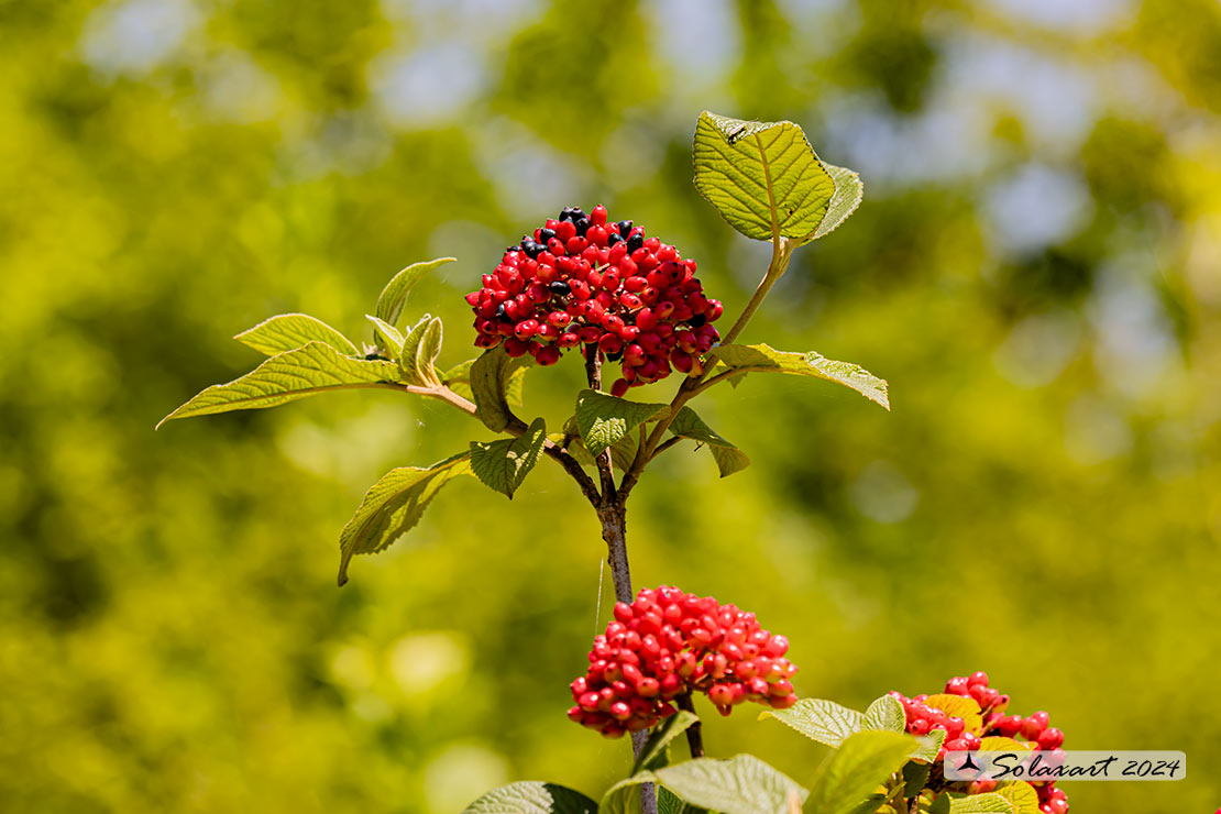 Viburnum lantana