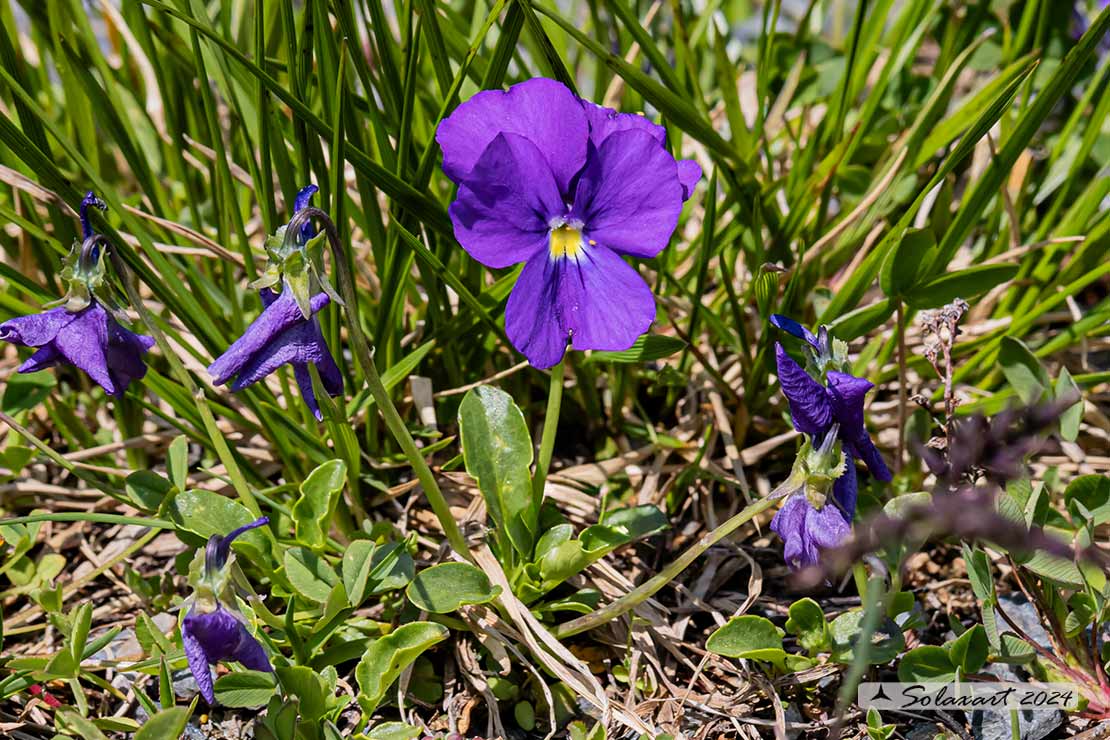 Viola calcarata - Viola con sperone