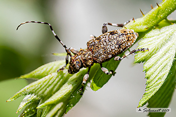 Aegomorphus clavipes