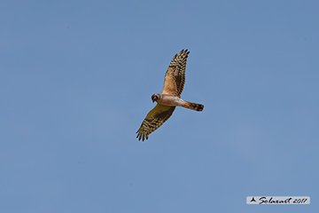 Circus pygargus (Albanella minore)