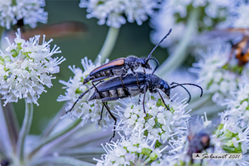 Anastrangalia dubia