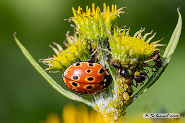 Anatis ocellata; Eyed ladybug