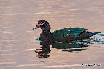 Cairina moschata - Anatra muta - Muscovy duck