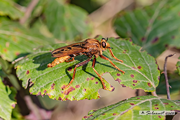 Asilus craboniformis