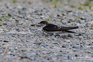 Delichon urbicum - Balestruccio - Northern House-Martin