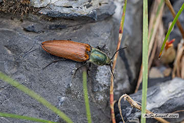 Ctenicera virens