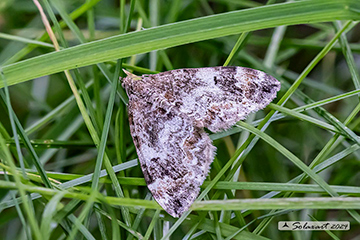 Cyclophora punctaria