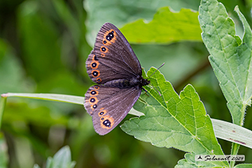 Erebia medusa