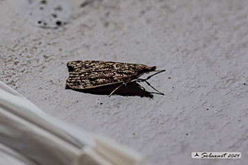 Eudonia mercurella