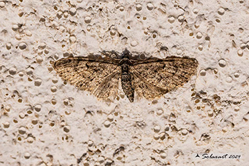 Eupithecia sp.