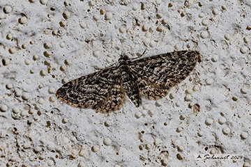 Eupithecia cocciferata