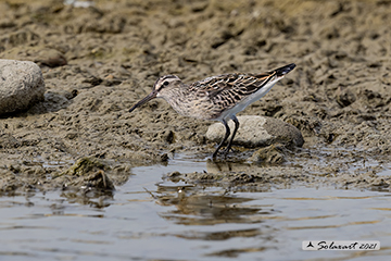 Calidris falcinellus; Gambecchio frullino