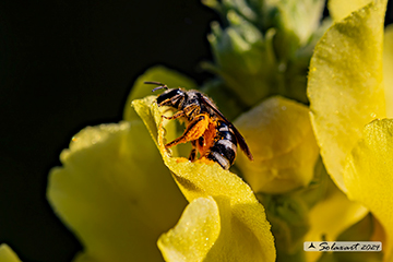 Halictus rubicundus