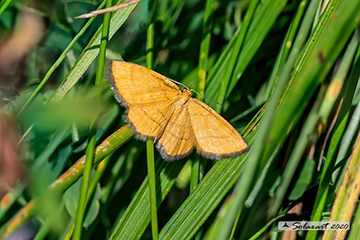 Idaea aureolaria